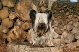 SKYE TERRIER 004